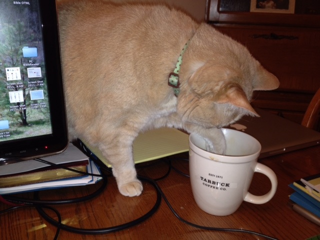 Kitty Loves Coffee?