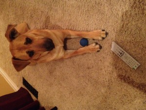 Dogs may think TV remotes are great food!